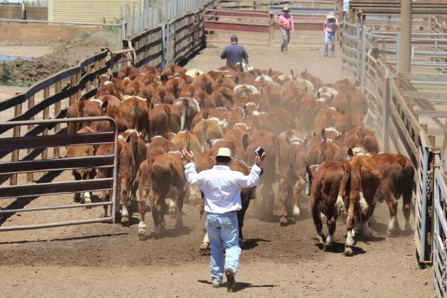 AgForce launches new Ag training program | Gladstone Today