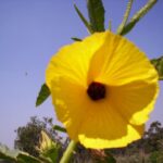 Hibiscus_370590_01