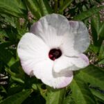 Hibiscus_370590_02