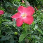 Hibiscus_370590_08