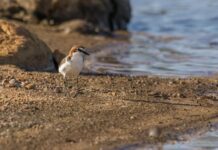 Red-capped Plover