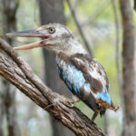 Bird1_397384_02