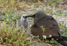 White-capped Noddy!