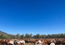 400 per cent land revaluation rises causes influx of calls to council