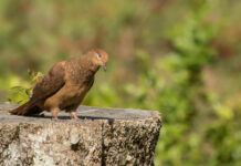 Brown Cuckoo-dove’s graceful flight
