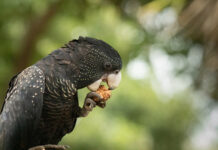 Cocky don’t wanna cracker