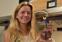 Researcher’s national award sparks interest in emerging red seaweed industry