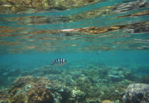 Great Barrier Reef shows coral cover increases before onset of serious bleaching, cyclones