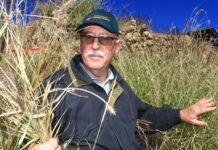 AgForce asserts benefits of Buffel