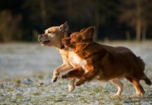 Microchipping your furry friend is easier with Council discount day