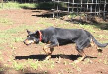 Top Kelpie genetics and young working dogs to finalise stud