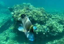 Onerous Reef Regulations an Example of Criticality of Industry Conference