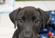 Furry-friends find forever homes