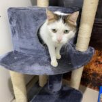 RSPCA_435044_01