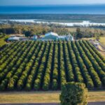 macadamia_439127_06