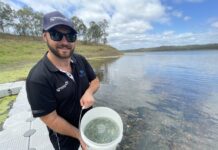 Aquaculture Gladstone celebrates Sea Mullet results on World Fisheries Day