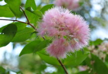 Love my Lilly Pillies