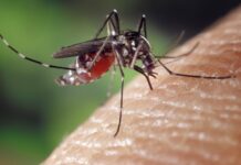 Be wary of mosquitoes during the Summer months