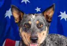 The Search for the Puppy Tales Australian Dog of the Year 2025 is on!