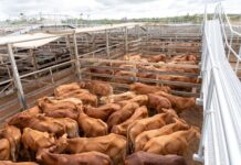 Biosecurity Queensland backs local Bymount response