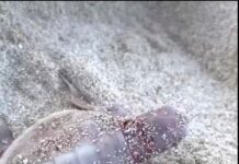 Rare turtle spotted on Heron Island