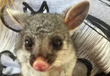 Bush baby’s $1.5M rehab mission