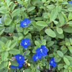 Garden_480891_02