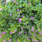 Garden_480891_03