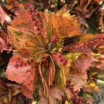 Garden_480891_04