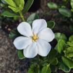 Garden_480891_05