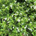 Garden_480891_06