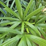 Garden_480891_07