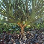 Garden_480891_08