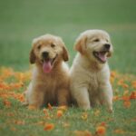 dog_479490_01
