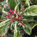 garden_483653_01