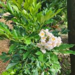 garden_483653_02