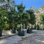 garden_483653_03