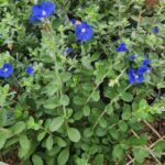 garden_483653_04