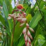 garden_483653_06