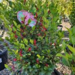garden_483653_08