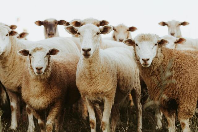 sheep_475944_01-1