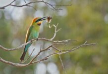 Council passes motion aimed at protecting Rainbow Bee-eaters