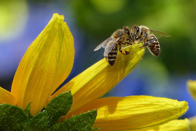 bee_505649_01-1