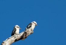 Aussie Bird Count lands at Tondoon