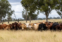 Beef producers drive bullish sentiment for rural Queensland