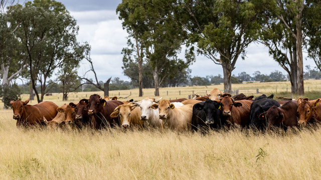 cattletick_512268_01