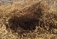 Improving chickpea quality