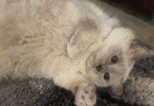 On This Day: Global Cat Day!
