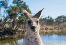 On This Day: World Kangaroo Day!