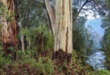 Have your say on nature laws